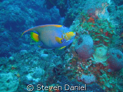 Queen Angel swimming through the deep reefs of Cozumel. D... by Steven Daniel 